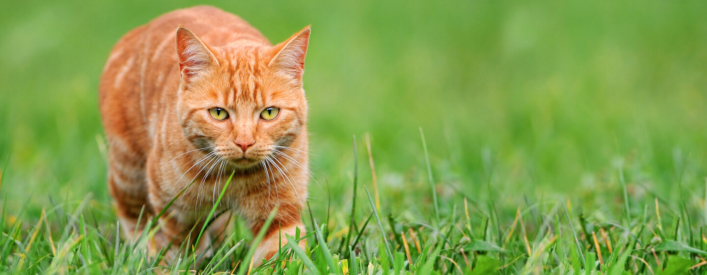 Different types of ginger hot sale cats